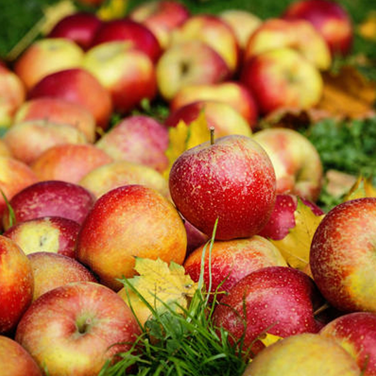 ⁦تفاح مصري⁩ - الصورة ⁦1⁩