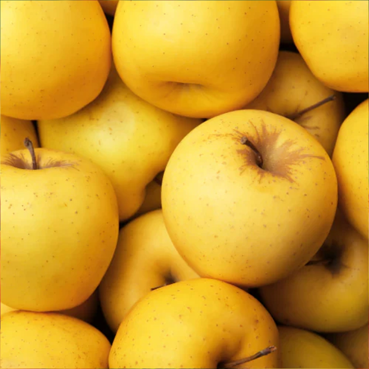 ⁦تفاح مستورد أصفر⁩ - الصورة ⁦1⁩