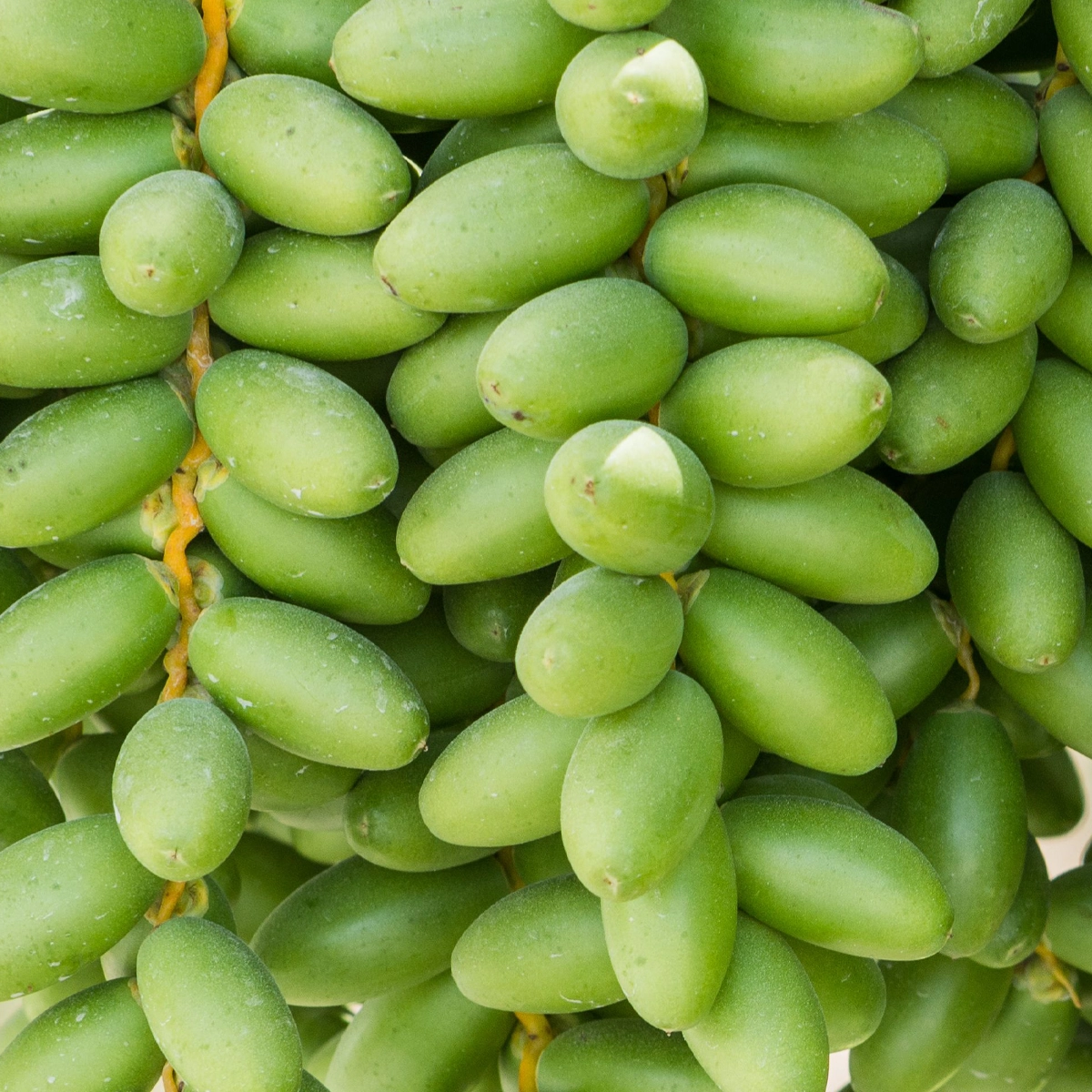 ⁦بلح زغلول⁩ - الصورة ⁦1⁩