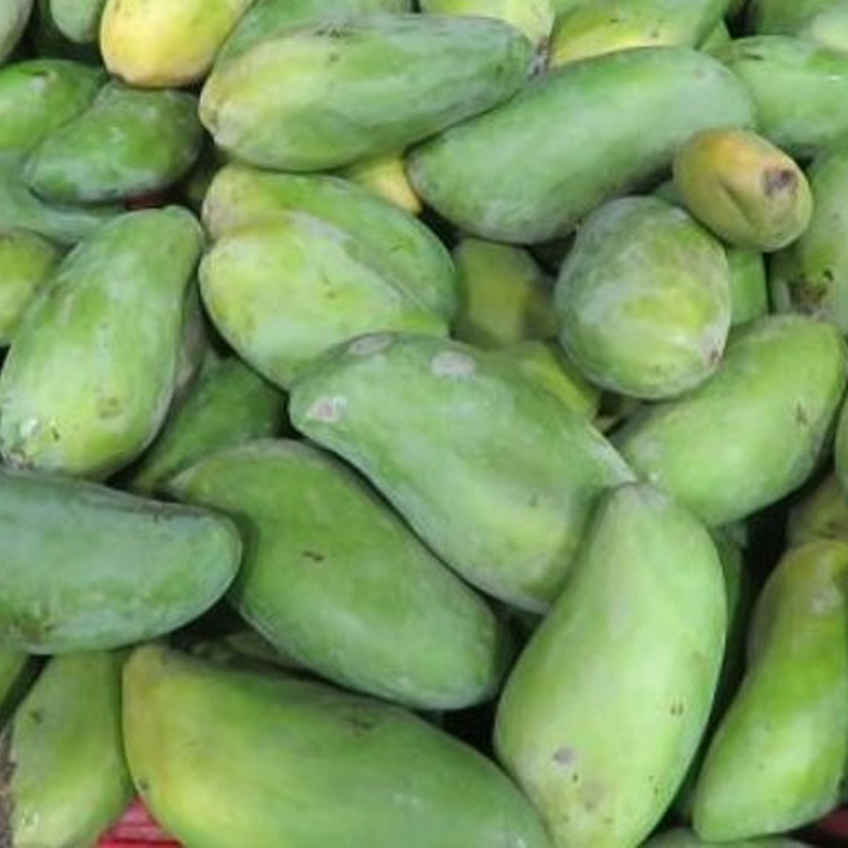 ⁦مانجو صديقة⁩ - الصورة ⁦1⁩