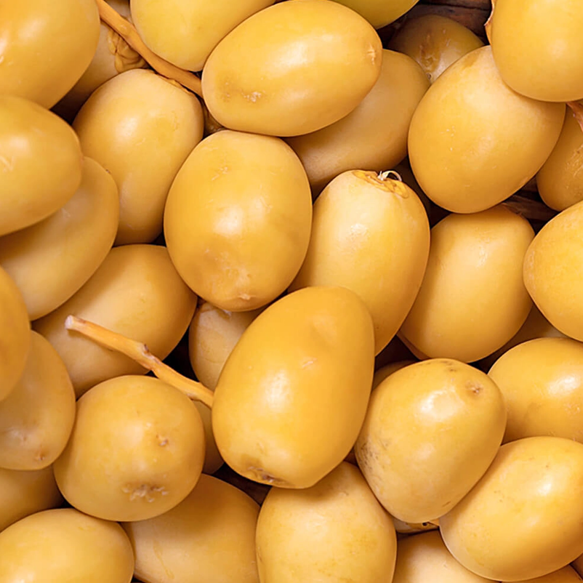 ⁦بلح برحي⁩ - الصورة ⁦1⁩