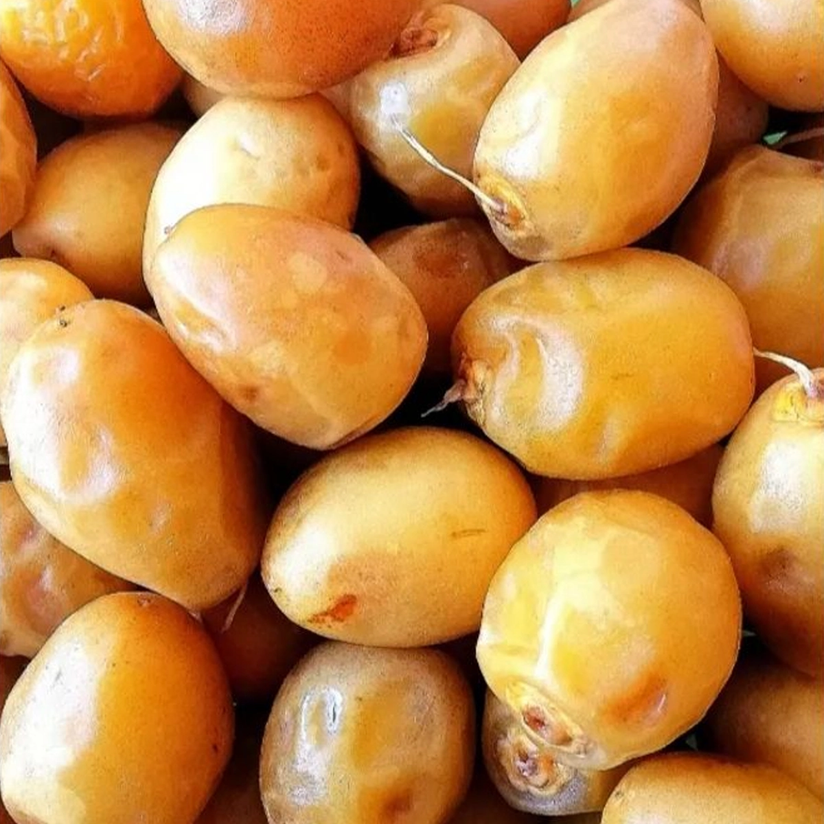 ⁦بلح سماني⁩ - الصورة ⁦1⁩