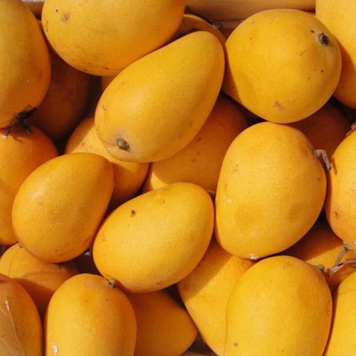 ⁦مانجو سكري⁩ - الصورة ⁦1⁩