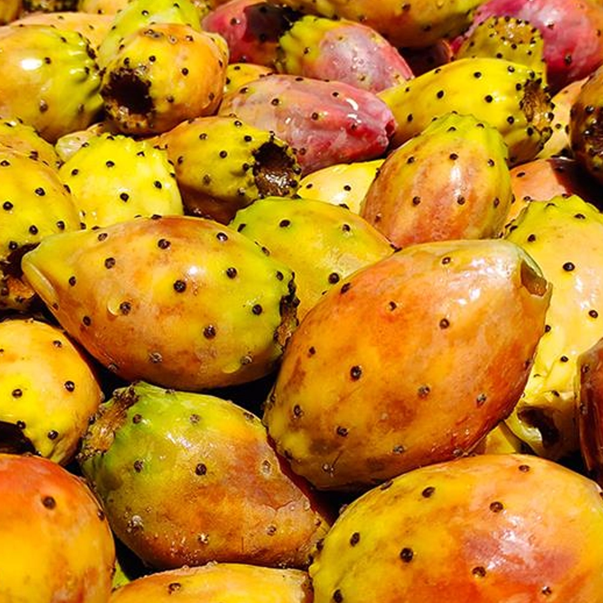 ⁦تين شوكي⁩ - الصورة ⁦1⁩